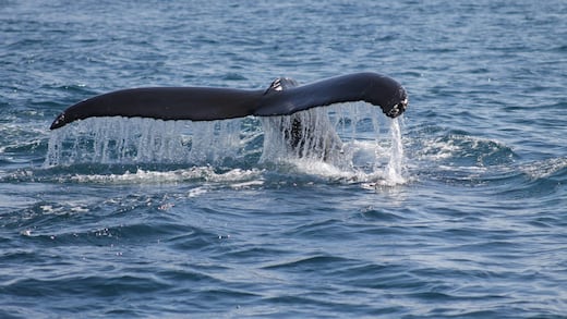 Petición para proteger a las ballenas en Loreto supera el millón de firmas