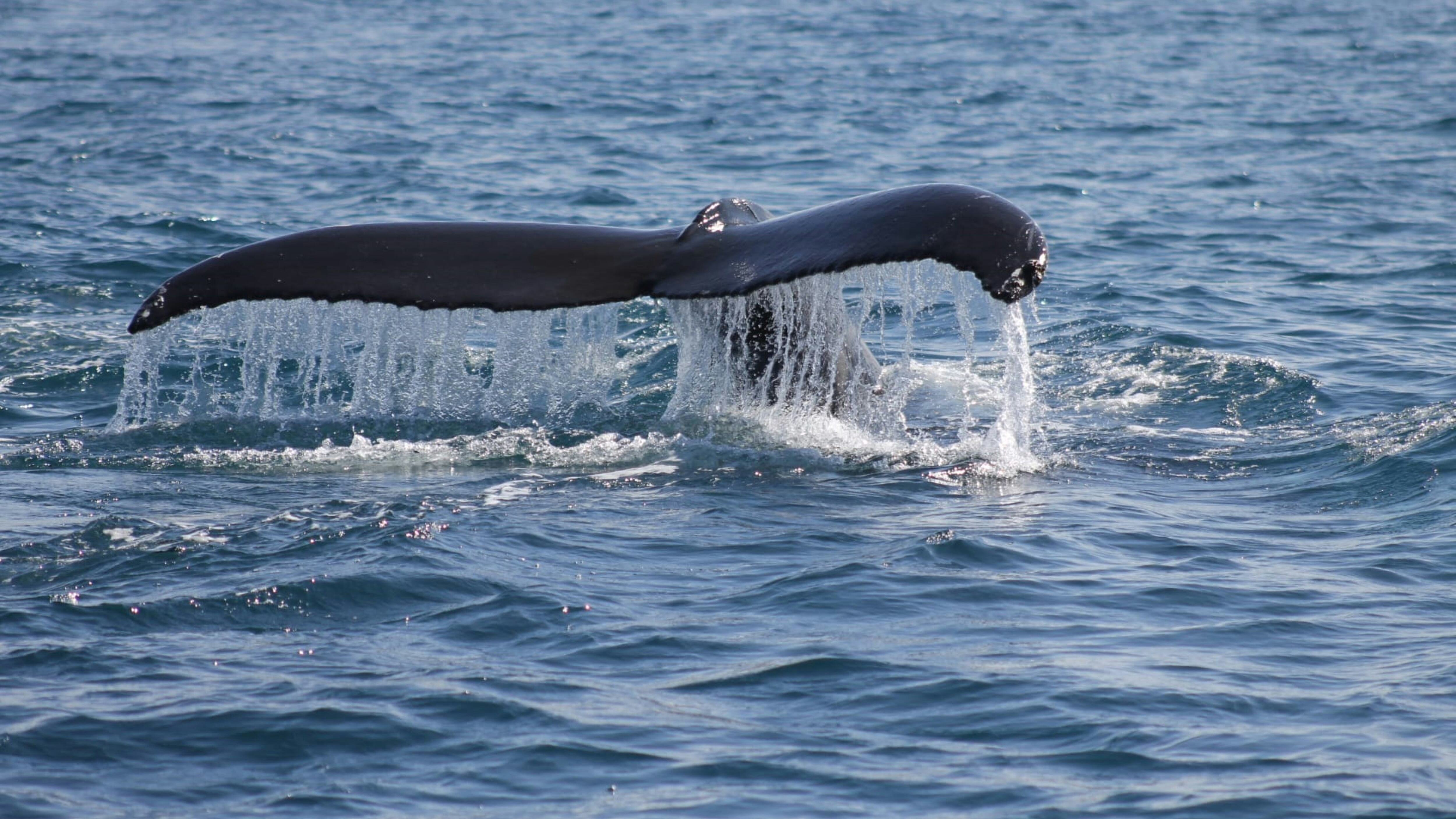 Científicos estudian a la ballena más rara del mundo en Nueva Zelanda; nunca ha sido vista viva