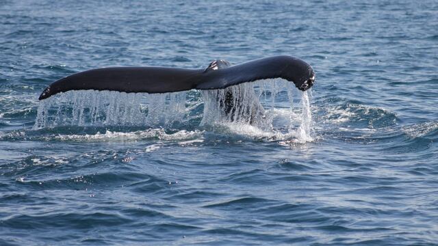 Científicos estudian a la ballena más rara del mundo en Nueva Zelanda