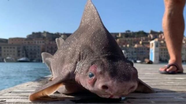 Tiburón cara de cerdo