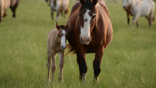 Yegua y su potrillo