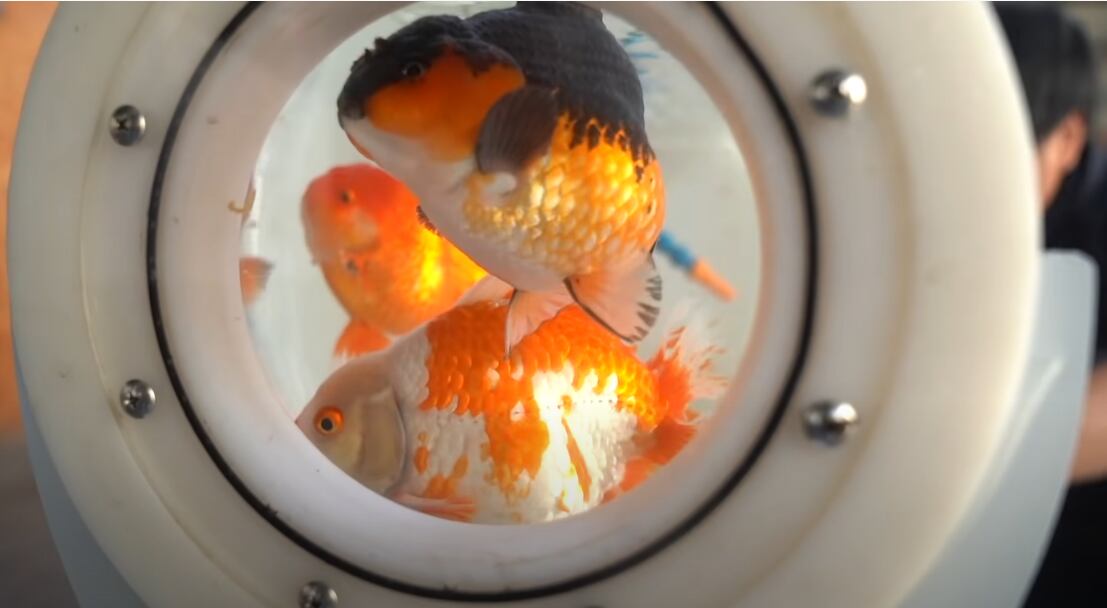 Youtuber diseña acuario para sacar a pasear a sus peces