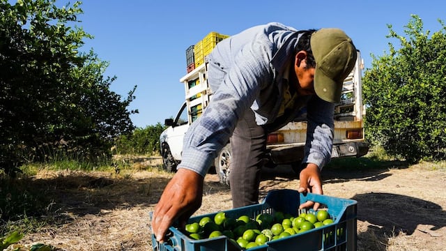 Citricultores cancelan reunión con Omar García Harfuch por “miedo” en Michoacán