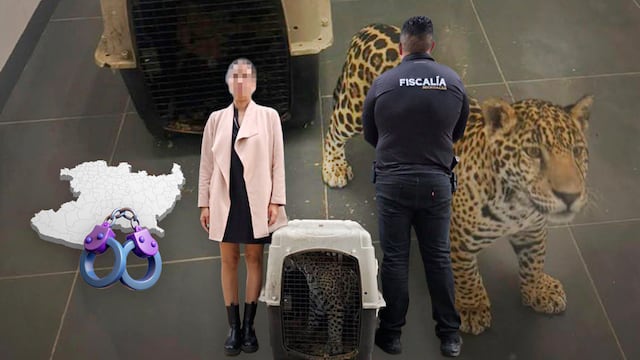 Mujer viajaba con un cachorro de jaguar y fue detenida en Zitácuaro