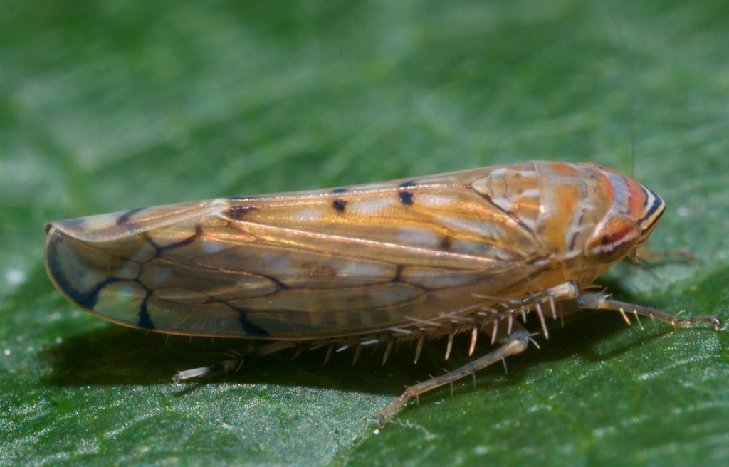 Alerta en Estados Unidos: plaga detectada en cargamento agrícola en frontera con México