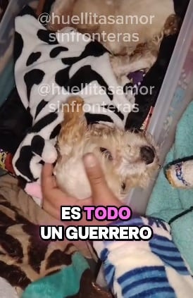Cereza y Cerecito, sobrevivientes de la explosión en Iztapalapa.