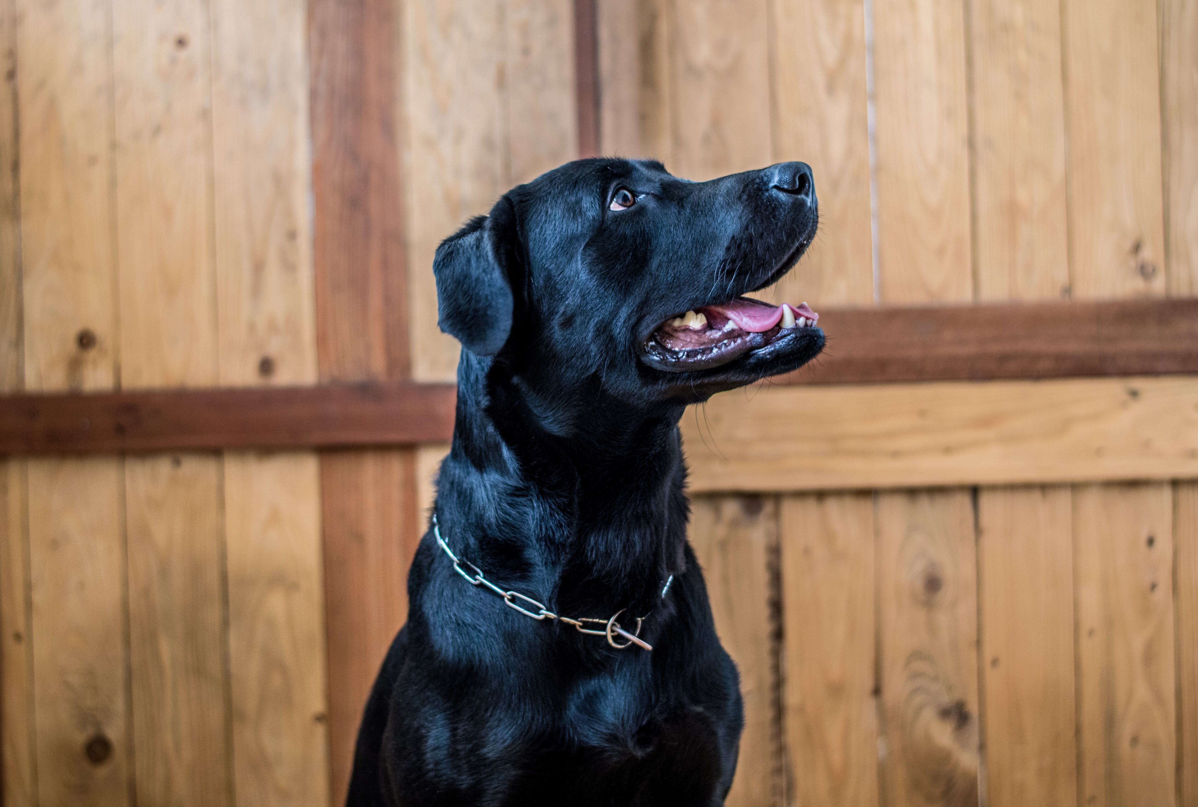 Significado de soñar con un perro negro