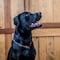 Día del Perro en México: ¿Qué significa soñar con un perro negro? Su significado es lo opuesto de lo que crees