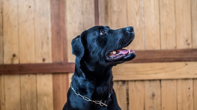 Significado de soñar con un perro negro