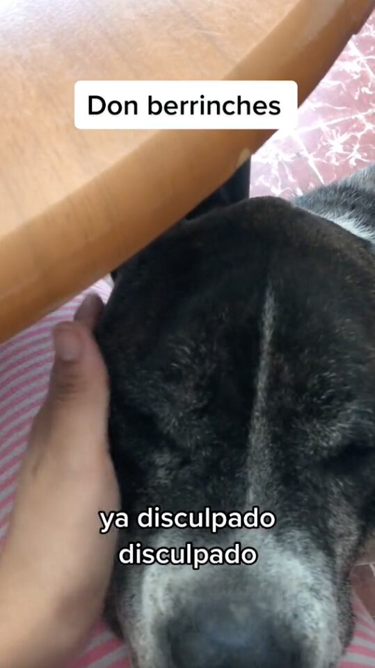 Perro hace berrinche con sus dueños