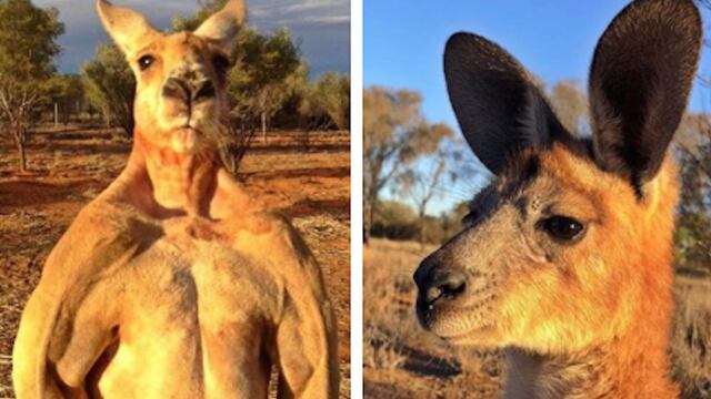 'Roger', el canguro fisicoculturista.