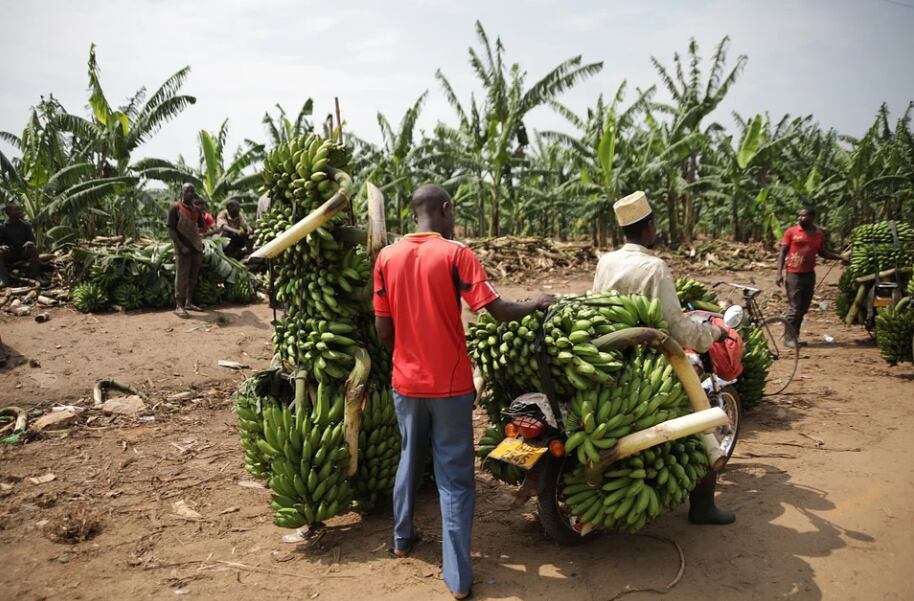 Uganda