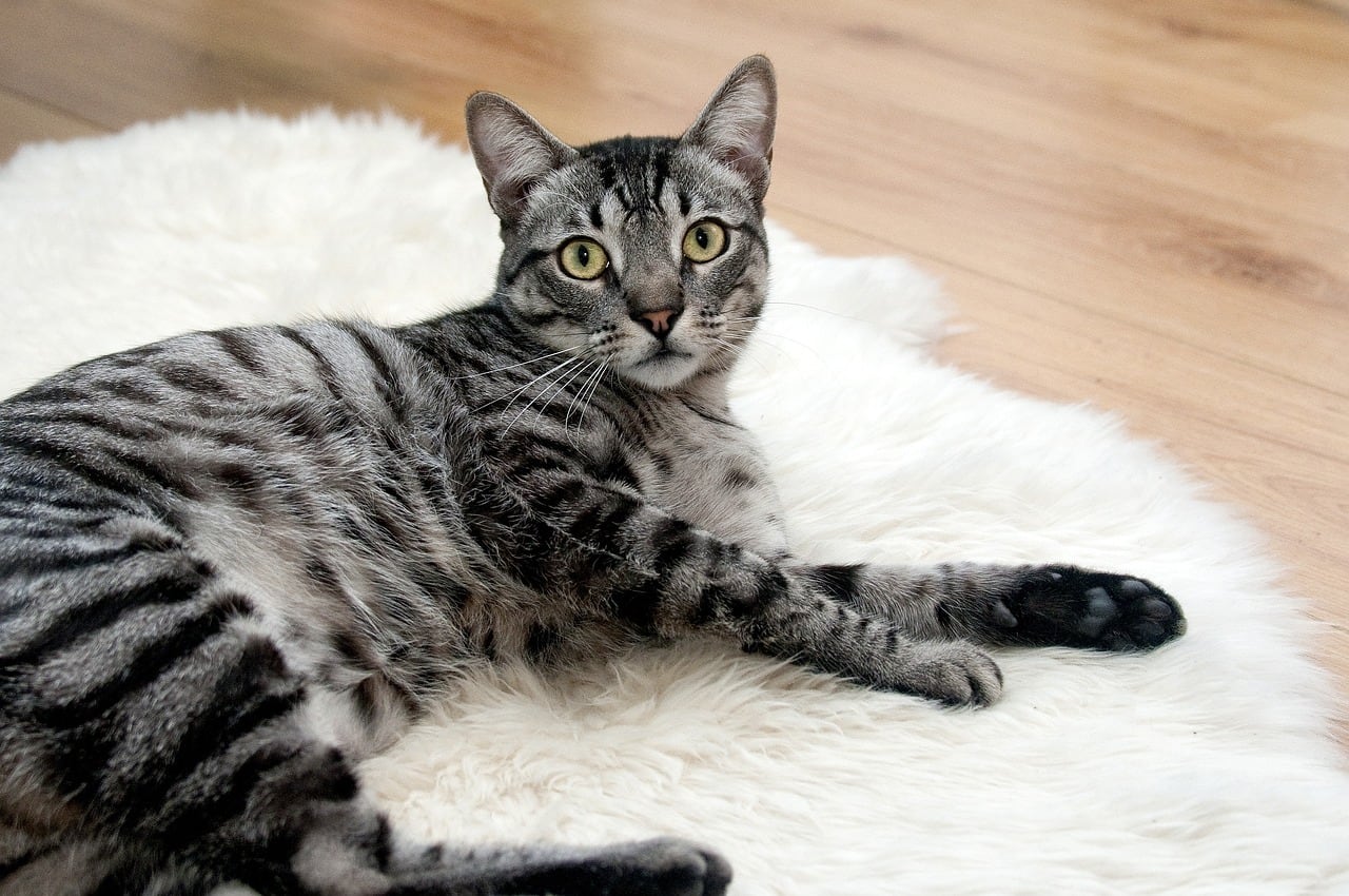 Día Internacional del Gato, beneficios