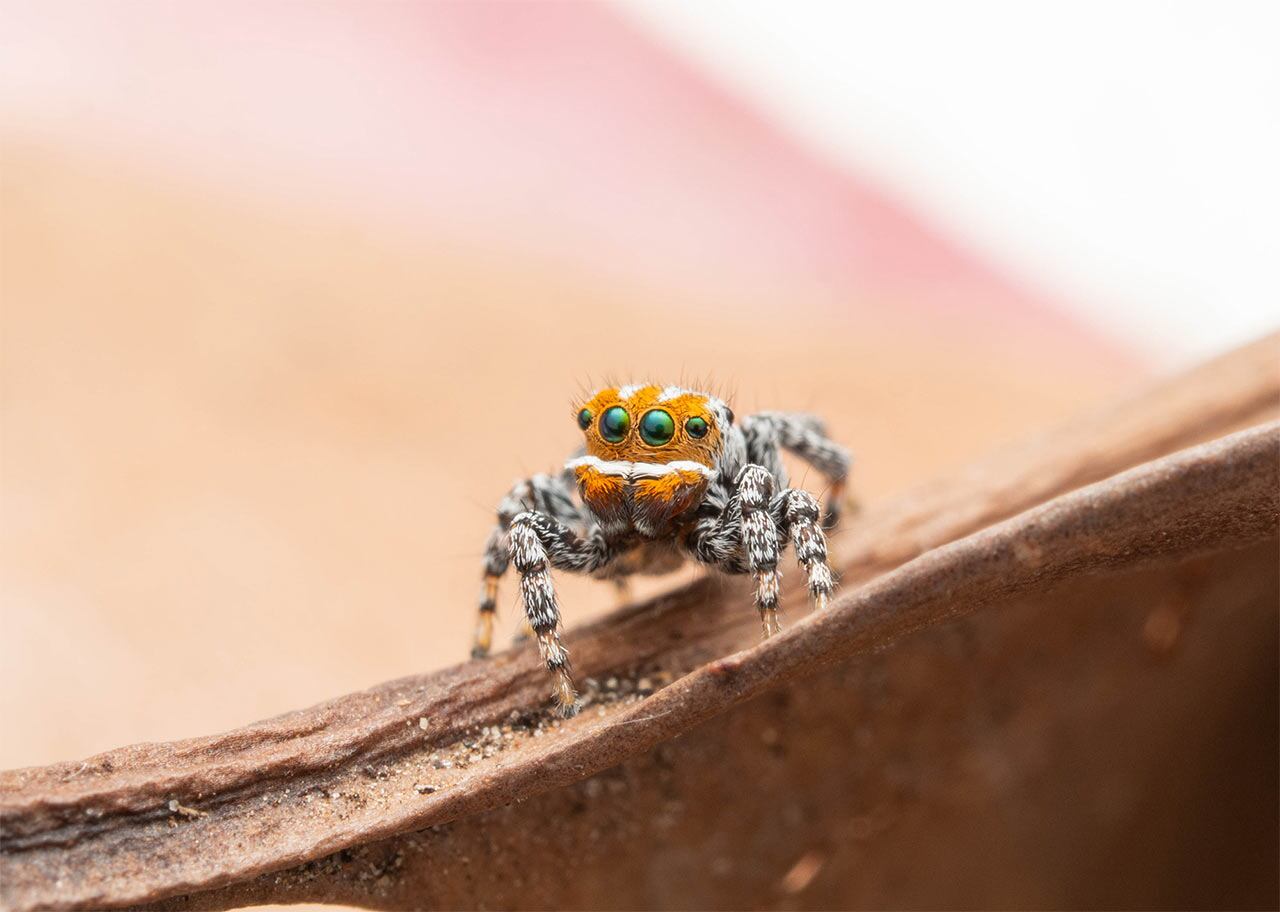 Maratus nemo