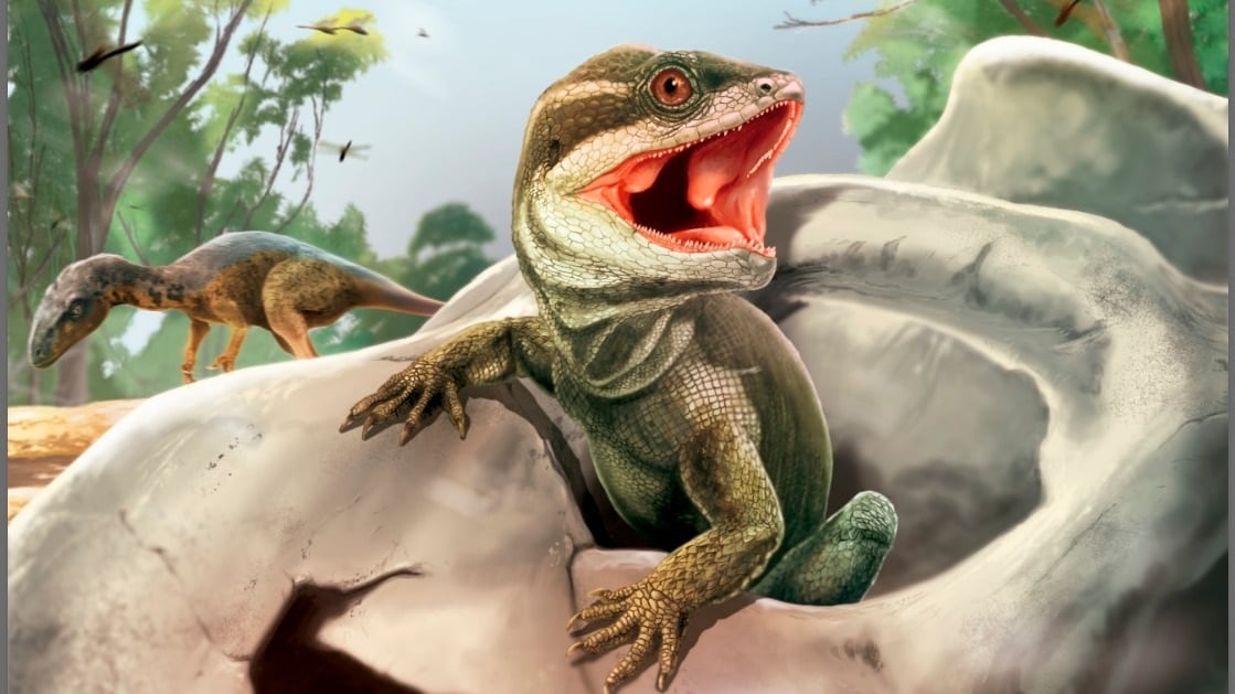 ‘Taytalura alcoberi’ sería el ancestro más antiguo de reptiles modernos