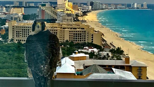 A la Der, playa de Cancún libre de sargazo. A la Izq, un halcón peregrino.