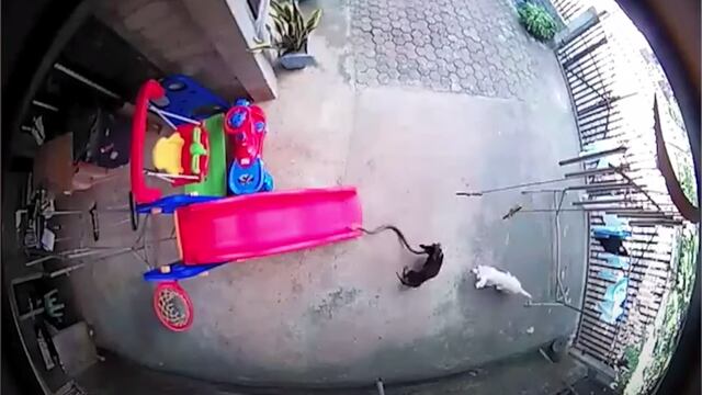 Perros pelean con una cobra