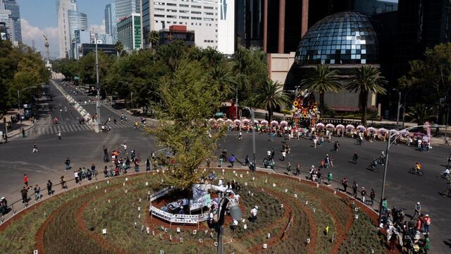 Ahehuete en Paseo de la Reforma