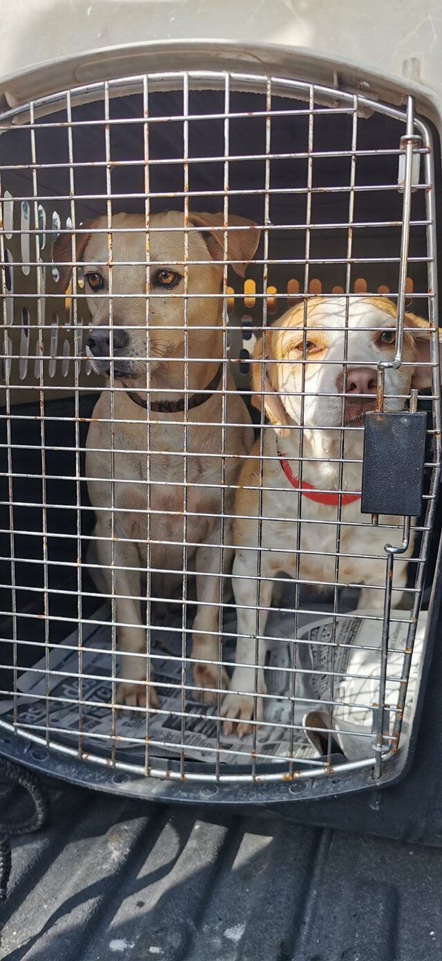 Perritos callejeros se van de México
