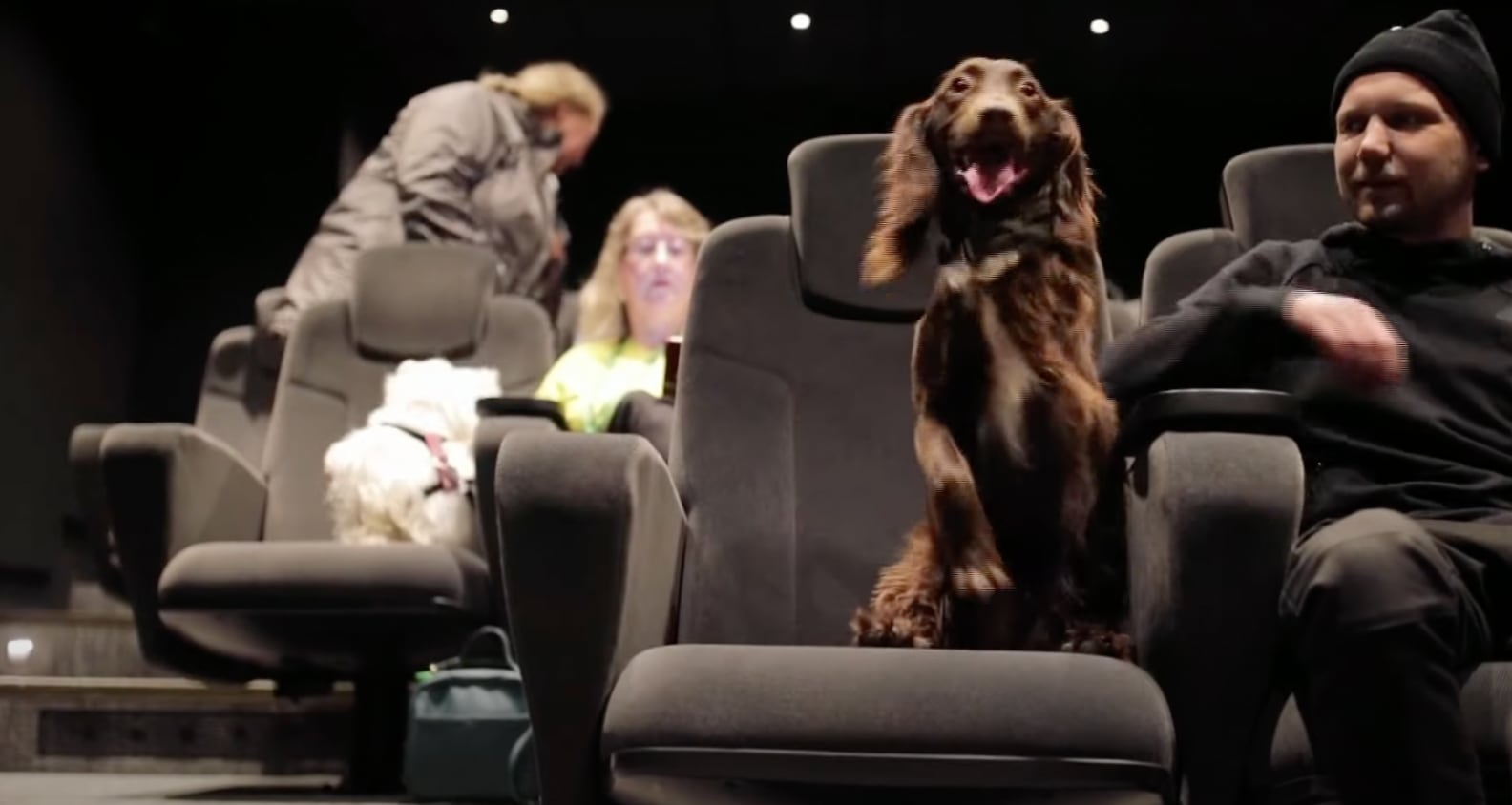 Perros en el cine