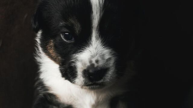 Han evolucionado para comunicarse mejor con los humanos