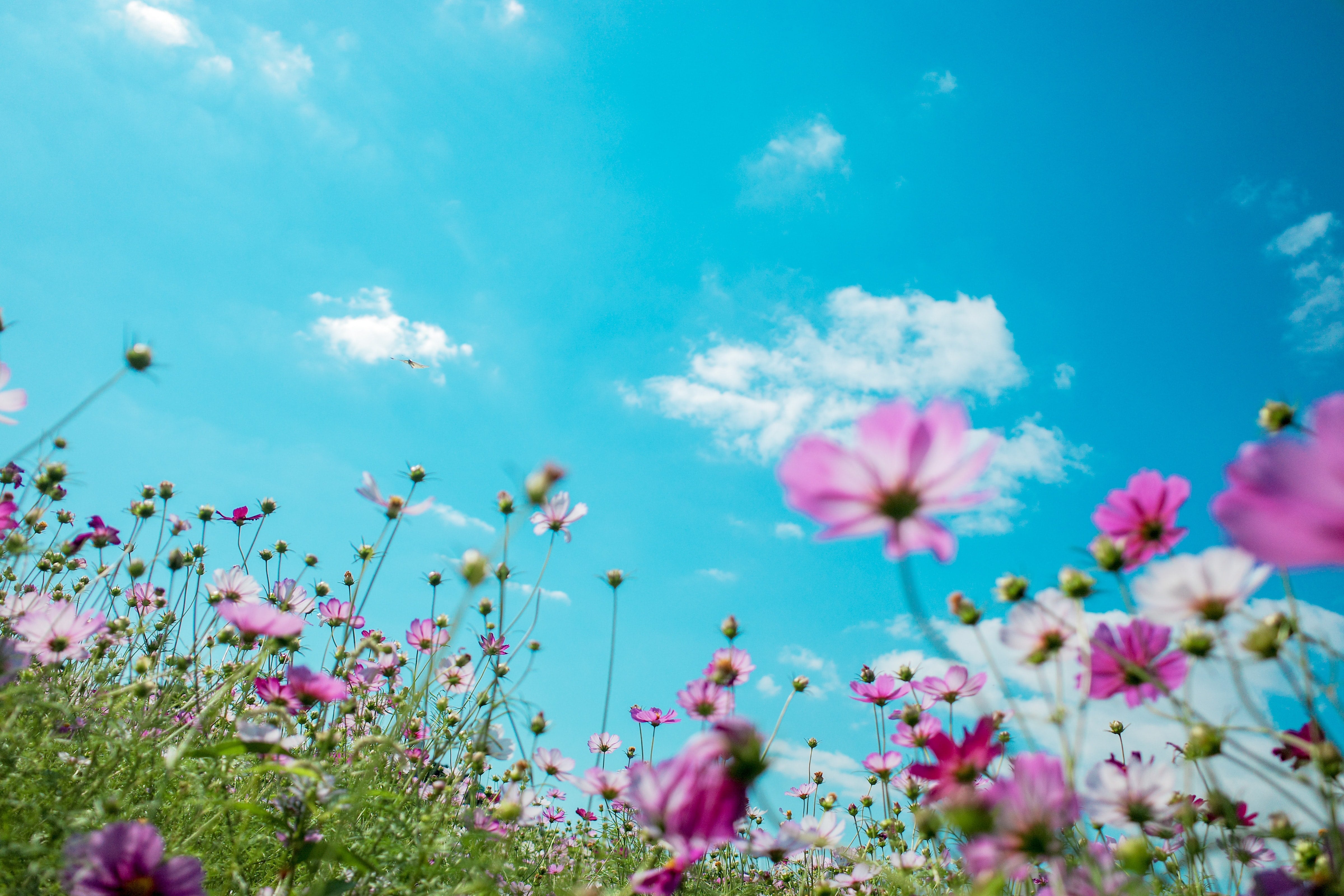 Primavera