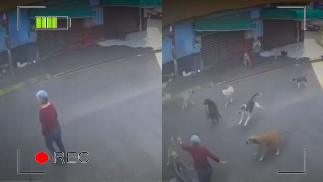 Ataque de perros en Cuautla deja a una mujer herida; intervienen autoridades