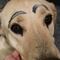 Perrito sale de casa y regresa con cejas pintadas