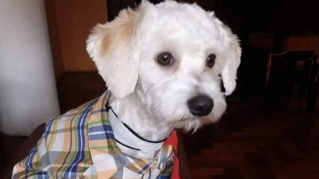 Perrito 'Luno'