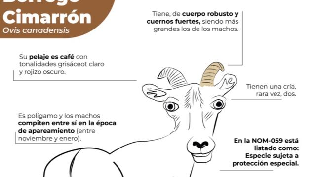 Borrego cimarrón de Profepa
