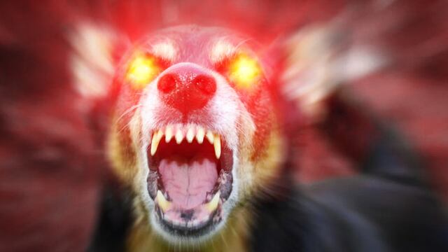 Perro rabioso