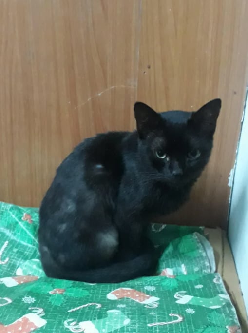 El gato 'Raven'