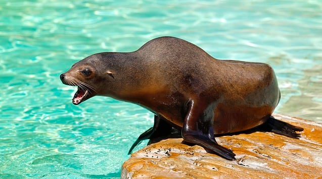 Lobo marino, presa de tiburones