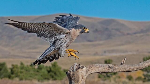 Halcón Peregrino. Muere un ejemplar en Veracruz tras explosión de cohetes.