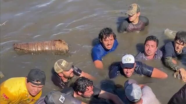 Recatan a segundo delfín en Sinaloa