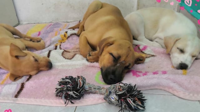 Campaña "Perro de nadie, perro de todos"