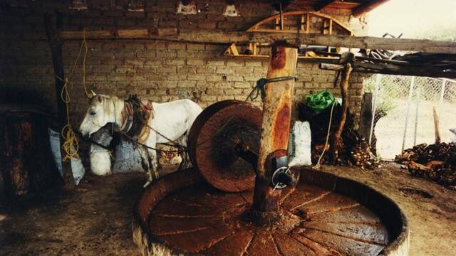 6 municipios de Oaxaca formarán la Ruta Caminos del Mezcal