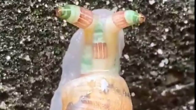 Caracol zombie infectado con un extraño parásito está aterrando a la web