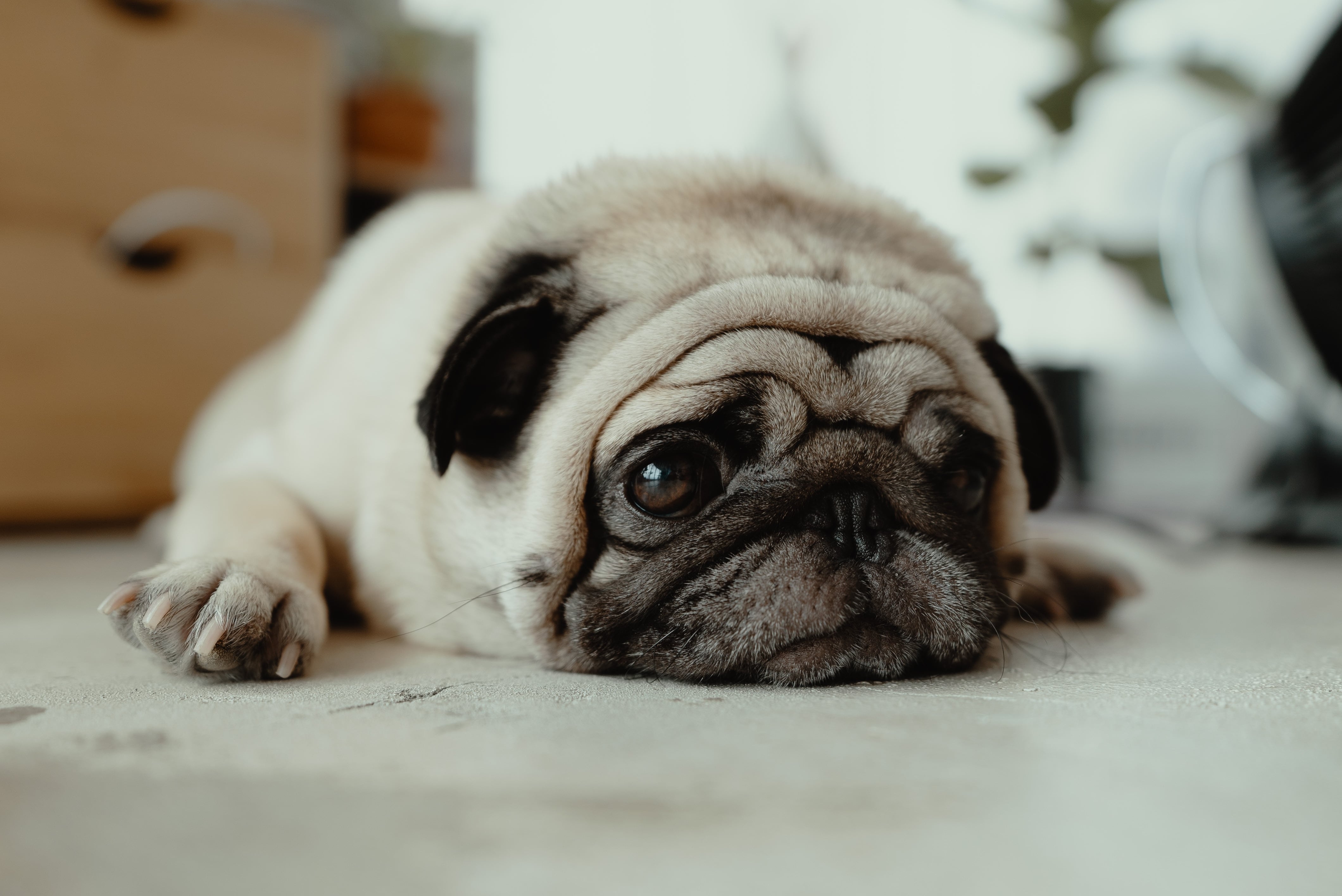 Un perro saltó por la ventana por una crisis nerviosa.