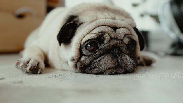 Un perro saltó por la ventana por una crisis nerviosa.