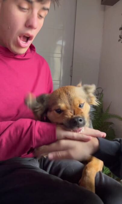 Quería hacer popular trend con su perrito, pero terminó haciéndolo enojar y lo mordió