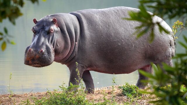 Fionna se ha vuelto popular gracias a sus predicciones