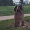Captan a oso pardo bailando sobre un poste