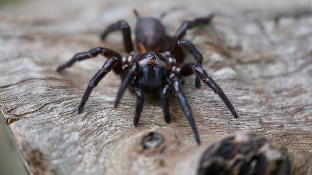 La araña tela de embudo ha prosperado gracias a las condiciones climáticas que han azotado a Australia