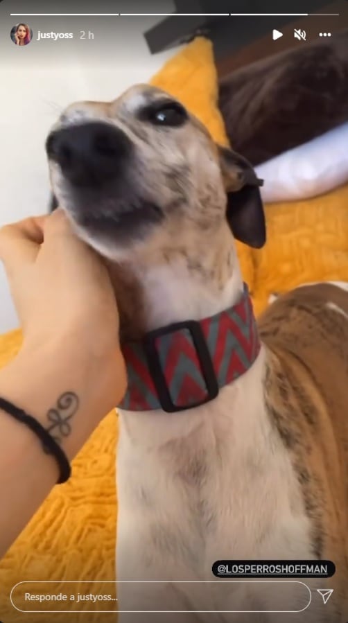YosStop pasa tiempo con sus perritos