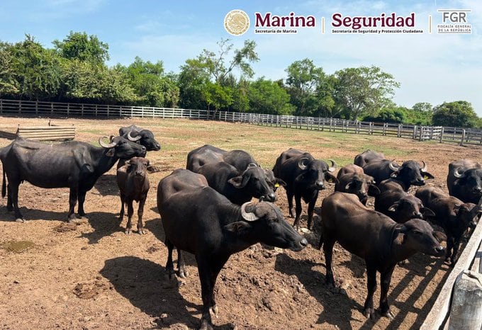 Gabinete de Seguridad asegura 130 animales exóticos en rancho de Tamaulipas