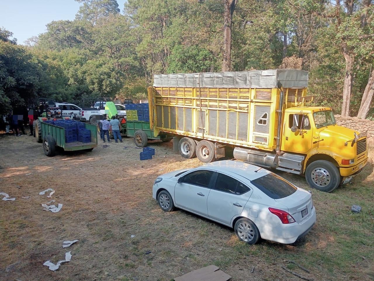 Detienen a 14 personas por robo de aguacate en Michoacán.