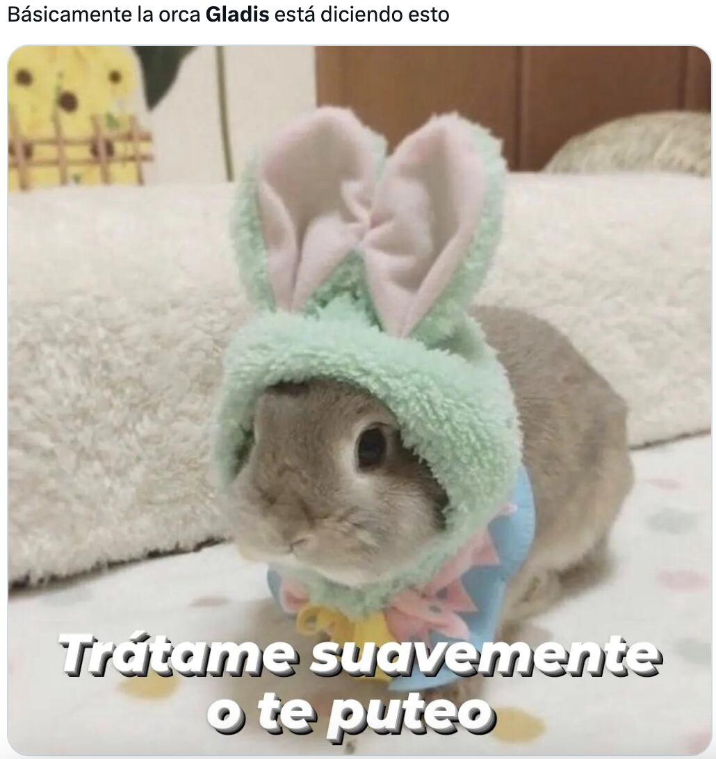 Memes de Gladis, la orca asesina