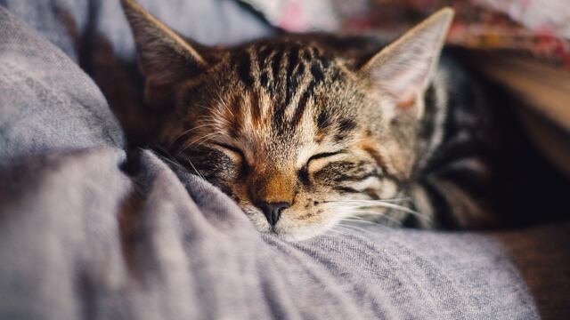 Gato