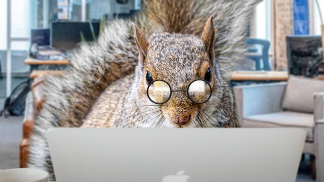 Ardillas en Ciudad Universitaria de la UNAM